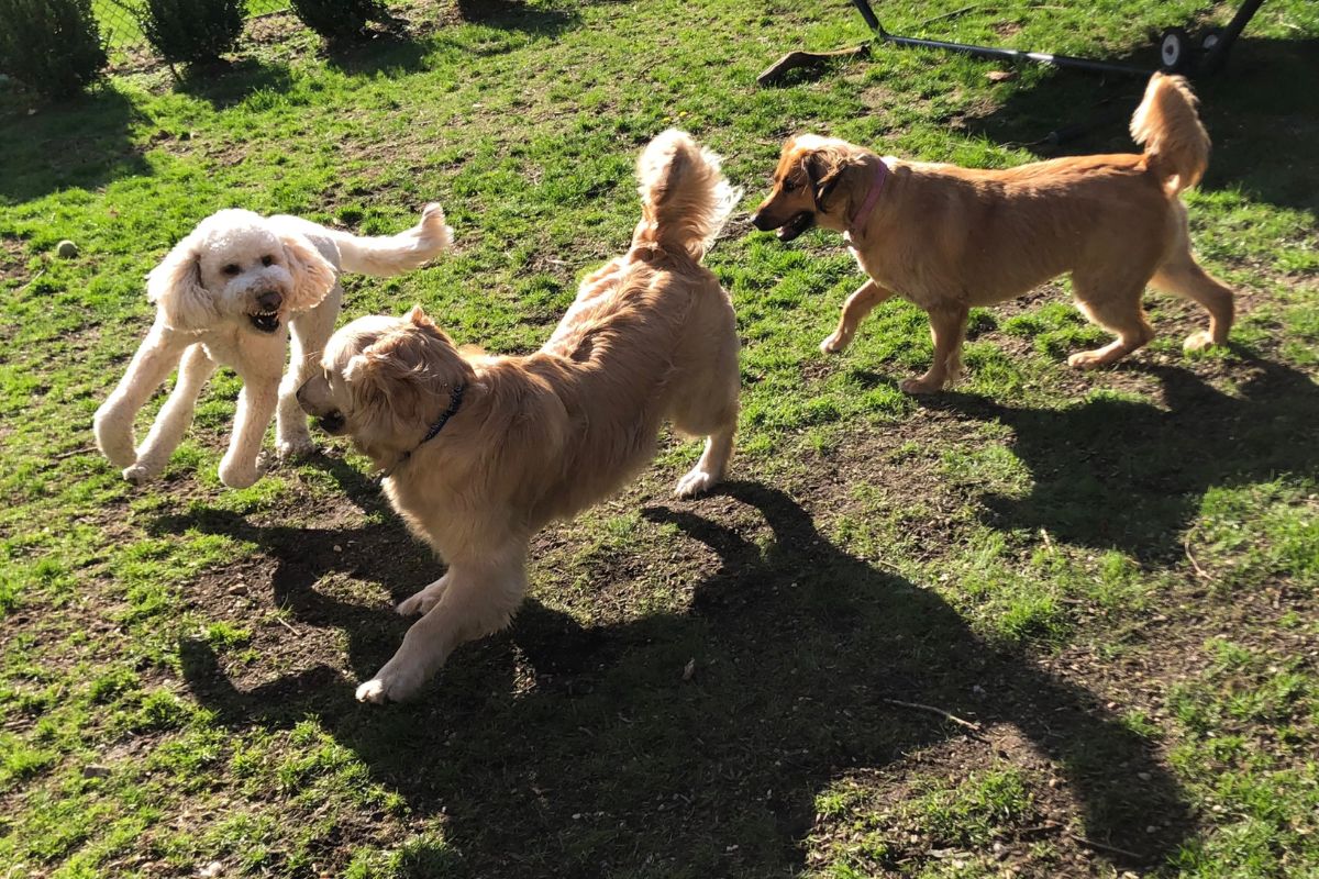 PACK: MEJORA LA SOCIALIZACIÓN DE TU PERRO