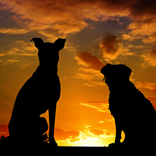 El lenguaje secreto del perro