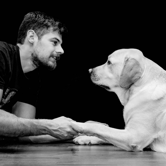 PACK INICIACIÓN HACIA LA EDUCACIÓN CANINA