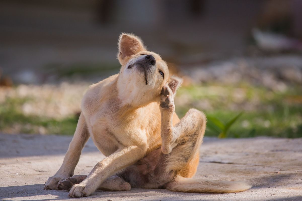 PACK: ADIÓS AL PICOR Y A LA PIEN IRRITADA: NUTRICIÓN PARA TU PERRO O GATO