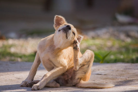 PACK: ADIÓS AL PICOR Y A LA PIEN IRRITADA: NUTRICIÓN PARA TU PERRO O GATO