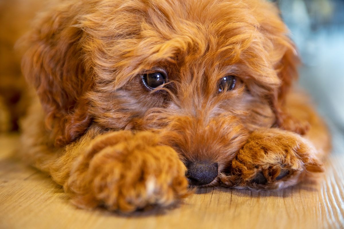 PACK: SOLUCION A LOS PROBLEMAS DIGESTIVOS DE TU PERRO O GATO