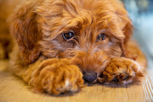 PACK: SOLUCION A LOS PROBLEMAS DIGESTIVOS DE TU PERRO O GATO