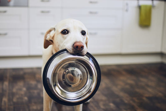 SESIÓN INDIVIDUAL DE NUTRICIÓN CANINA Y FELINA: PESENCIAL
