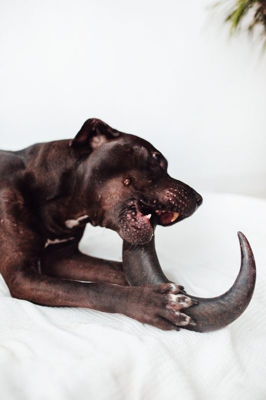 Cuerno de bufalo