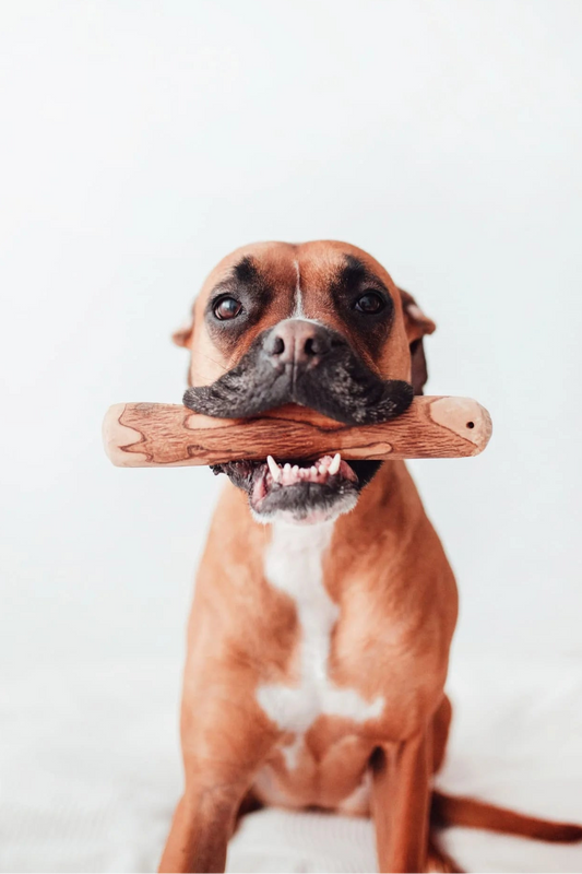 Madera de olivo para perros