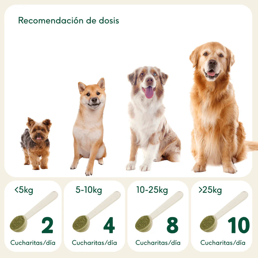 GOLDEN CÚRCUMA | Antinflamatorio natural
