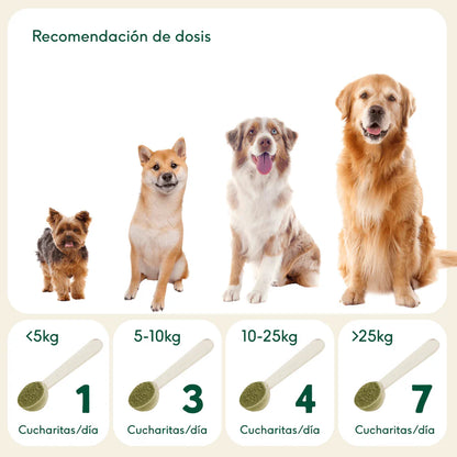 LEVADURA DE CERVEZA | Prebiótico natural