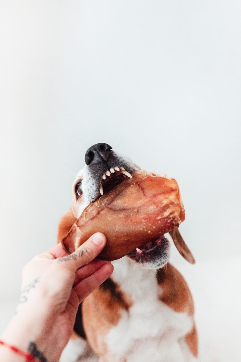 Orejas de cerdo
